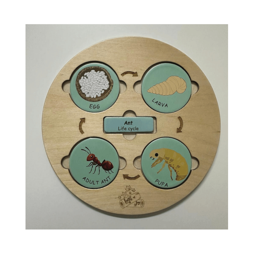 Life Cycle